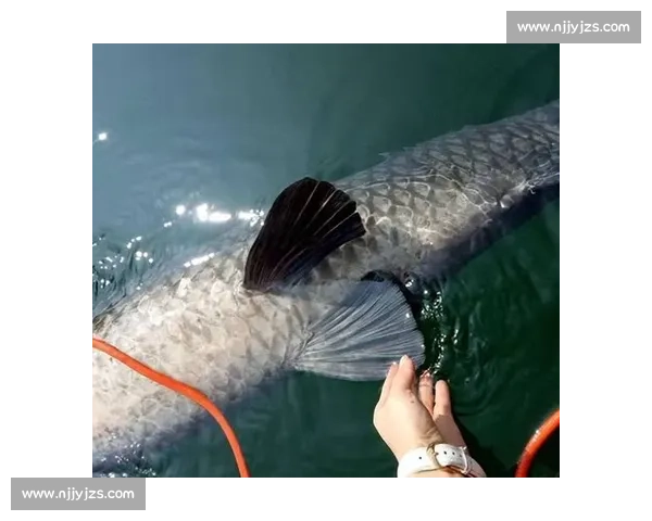 钓获 1.1 米巨鲶后放生：乐山男子用行动诠释生态垂钓新境界